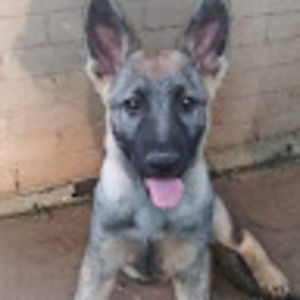 Meet your Posher, Andres